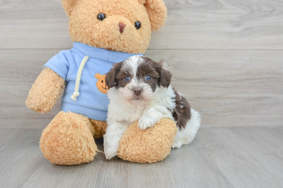 7 week old Havapoo Puppy For Sale - Puppy Love PR