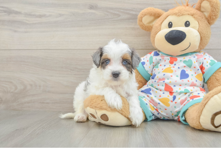 Cute Havapoo Baby