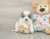 9 week old Havapoo Puppy For Sale - Puppy Love PR