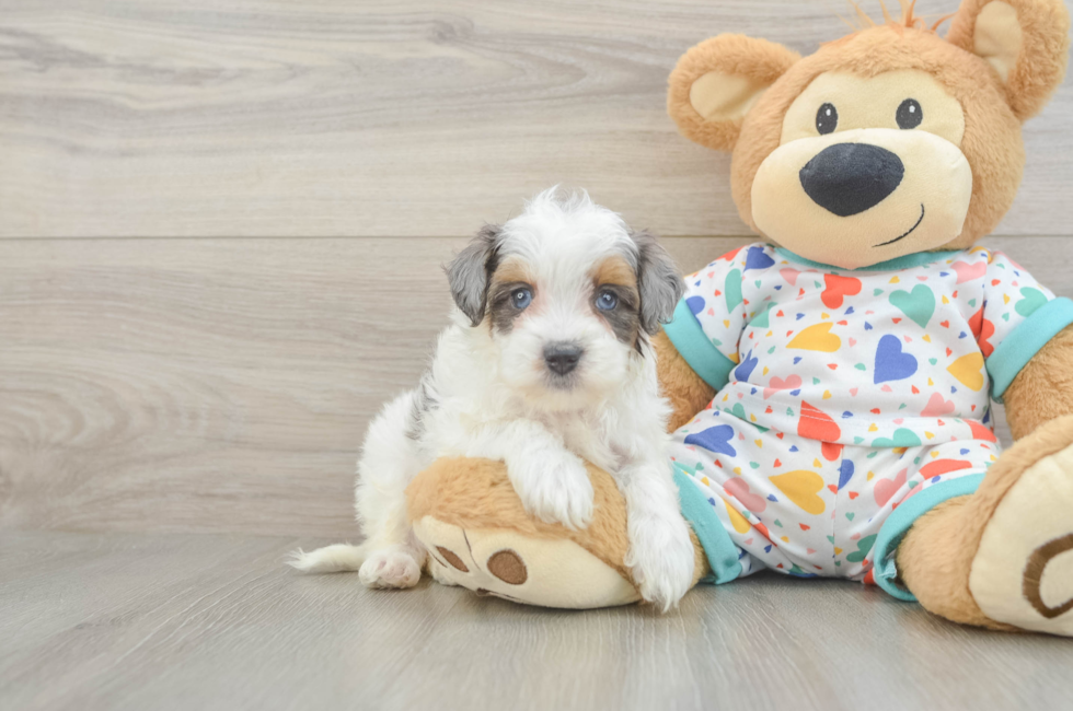 5 week old Havapoo Puppy For Sale - Puppy Love PR
