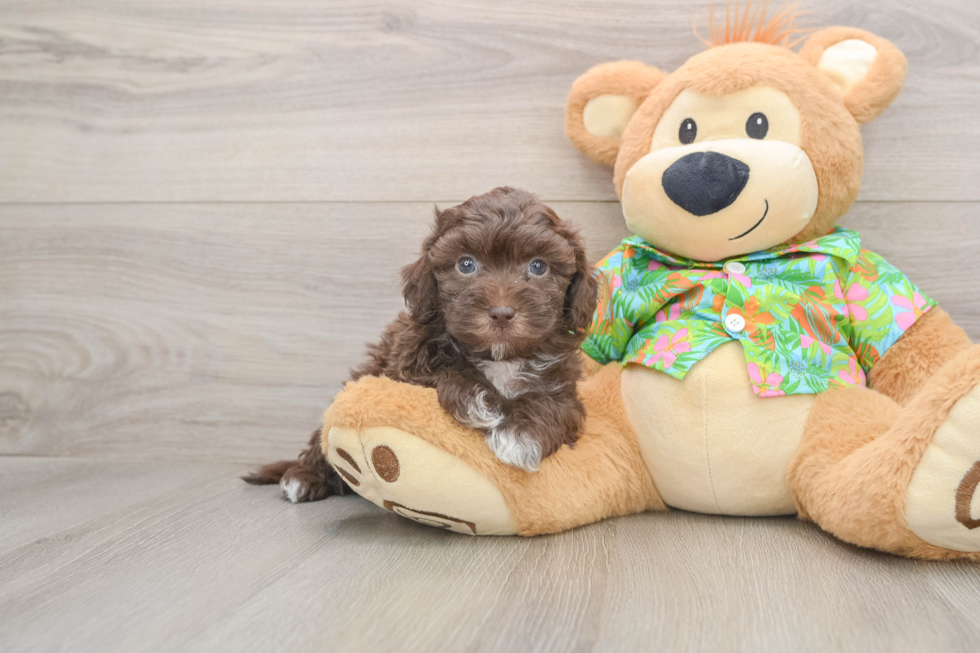 Popular Havapoo Poodle Mix Pup