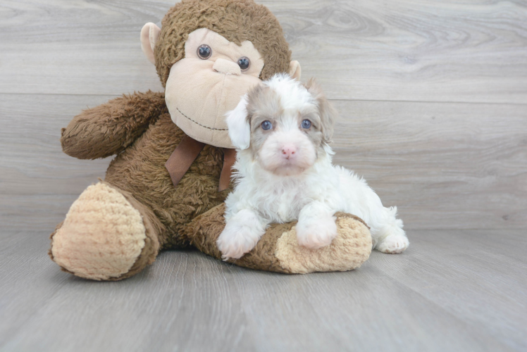 Meet Cuba - our Havapoo Puppy Photo 1/3 - Puppy Love PR Havapoo Pup Being Cute
