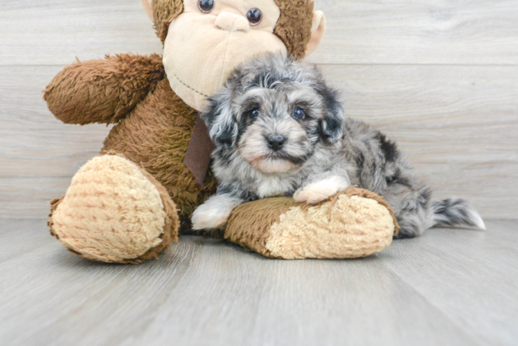 Meet Cuba - our Havapoo Puppy Photo 1/2 - Puppy Love PR Best Havapoo Baby