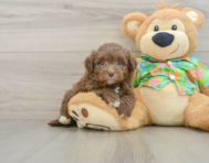 6 week old Havapoo Puppy For Sale - Puppy Love PR