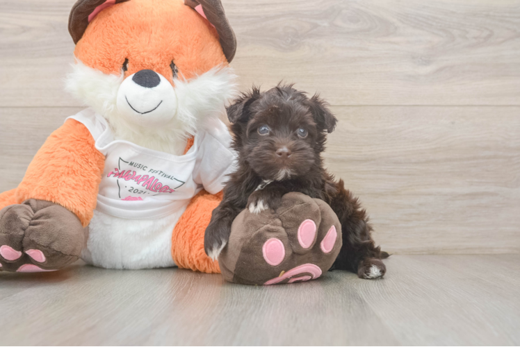 Havapoo Pup Being Cute