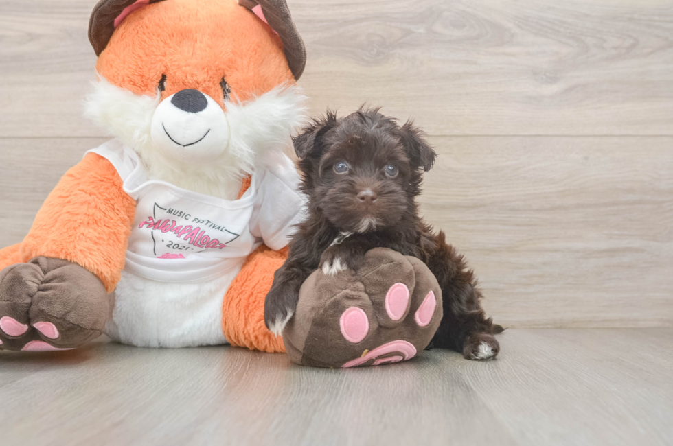 5 week old Havapoo Puppy For Sale - Puppy Love PR