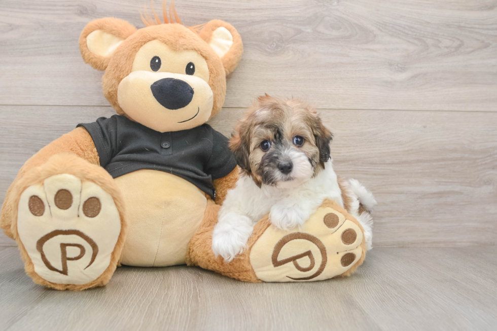 Hypoallergenic Havadoodle Poodle Mix Puppy