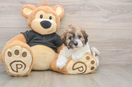 Hypoallergenic Havadoodle Poodle Mix Puppy