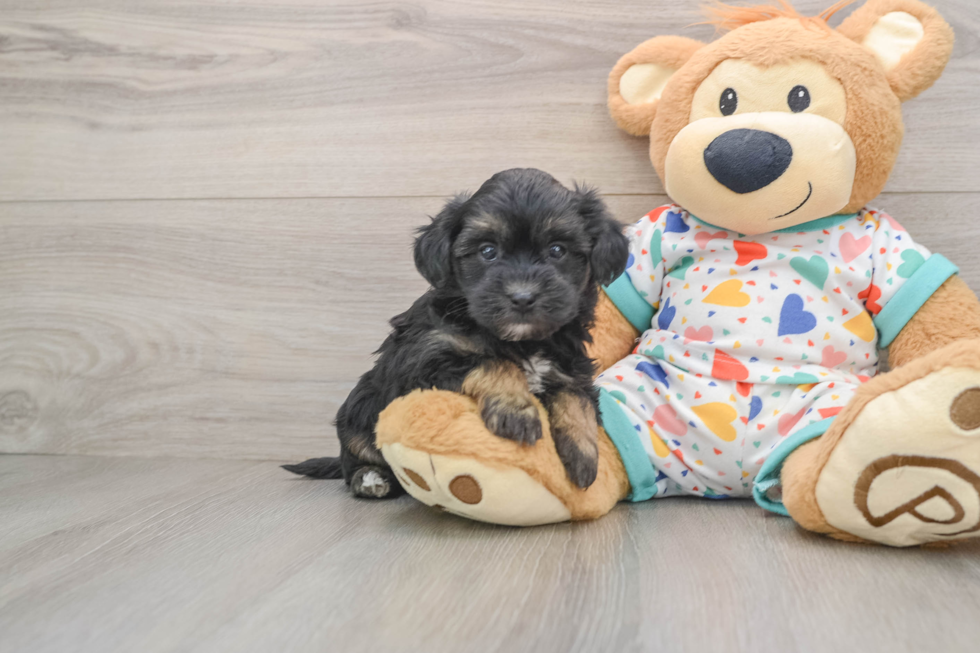 Havapoo Pup Being Cute