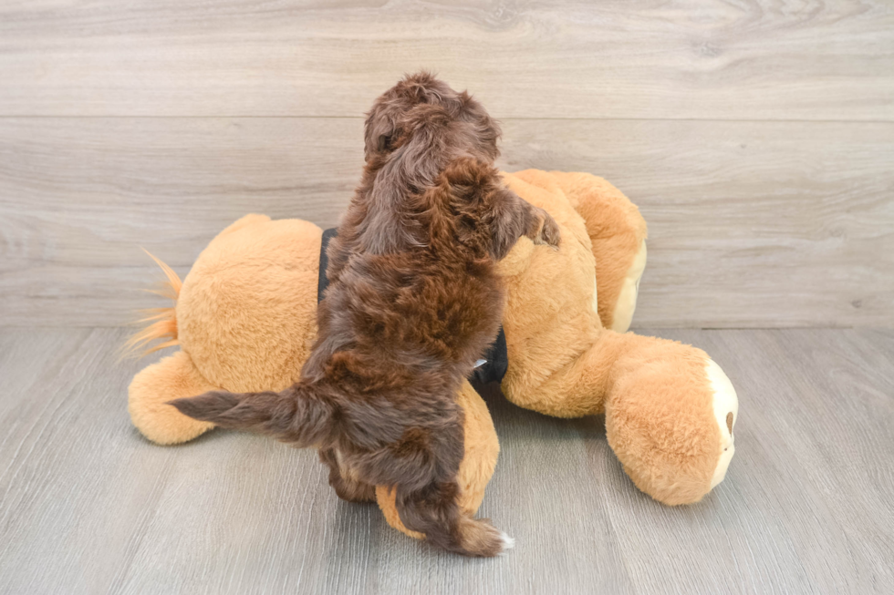 Havapoo Puppy for Adoption