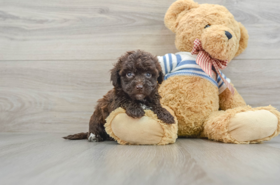7 week old Havapoo Puppy For Sale - Puppy Love PR
