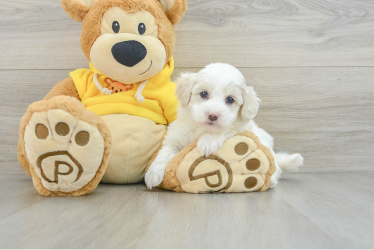 Popular Havapoo Poodle Mix Pup