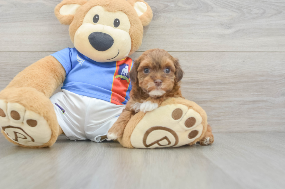 5 week old Havapoo Puppy For Sale - Puppy Love PR