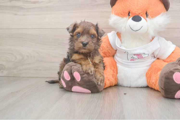 Havapoo Puppy for Adoption