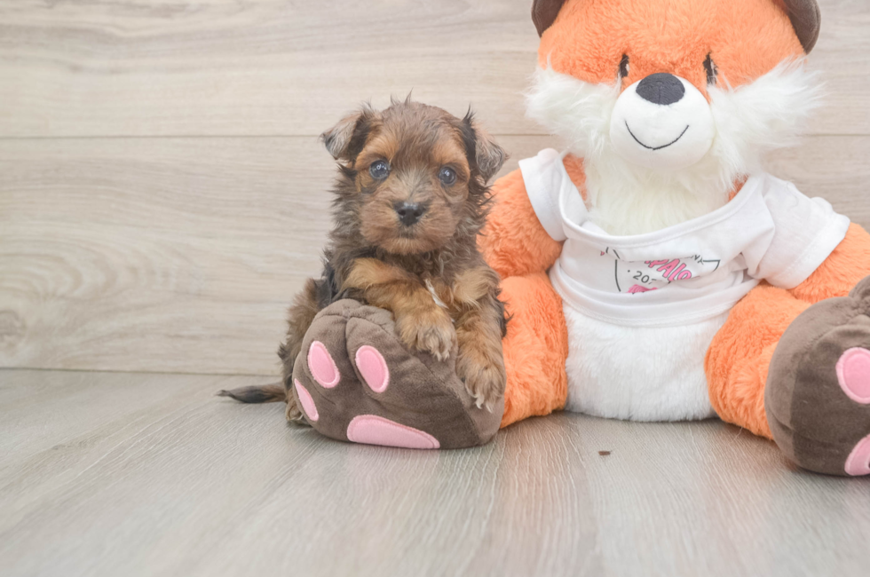 5 week old Havapoo Puppy For Sale - Puppy Love PR