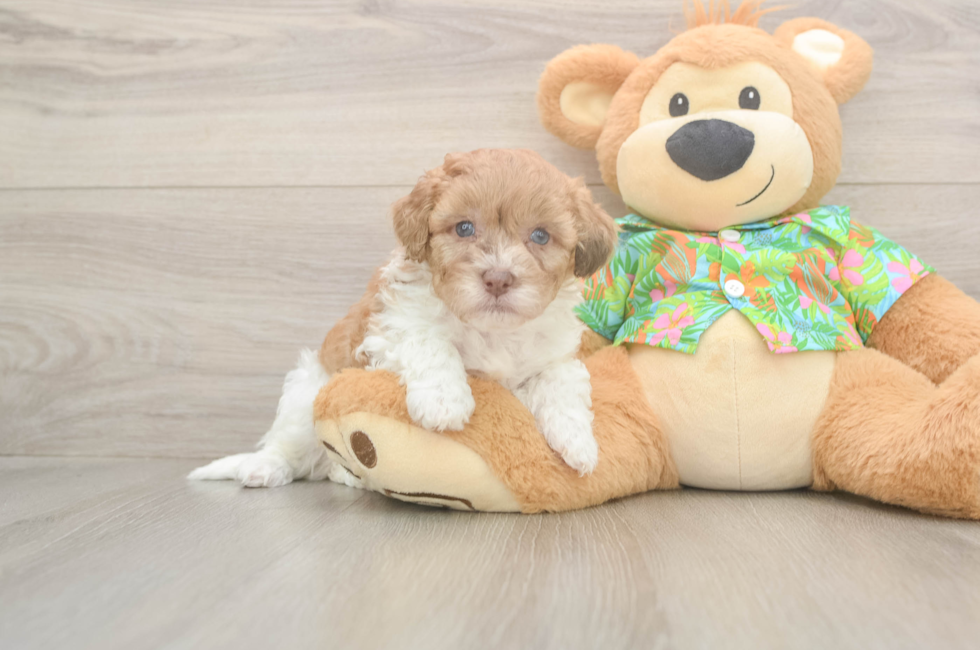5 week old Havapoo Puppy For Sale - Puppy Love PR