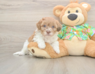 7 week old Havapoo Puppy For Sale - Puppy Love PR 7 week old Havapoo Puppy For Sale - Puppy Love PR