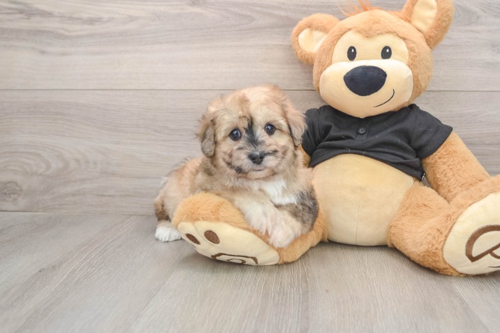 Havapoo Puppy for Adoption