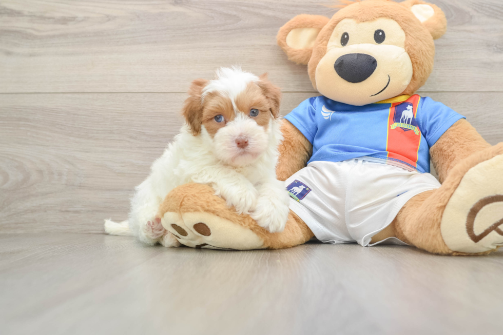 Havapoo Puppy for Adoption