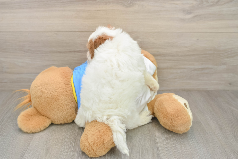 Havapoo Puppy for Adoption