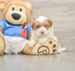 5 week old Havapoo Puppy For Sale - Puppy Love PR