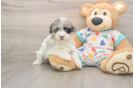 Petite Havapoo Poodle Mix Pup