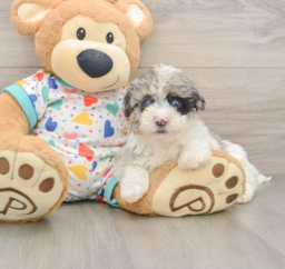 7 week old Havapoo Puppy For Sale - Puppy Love PR