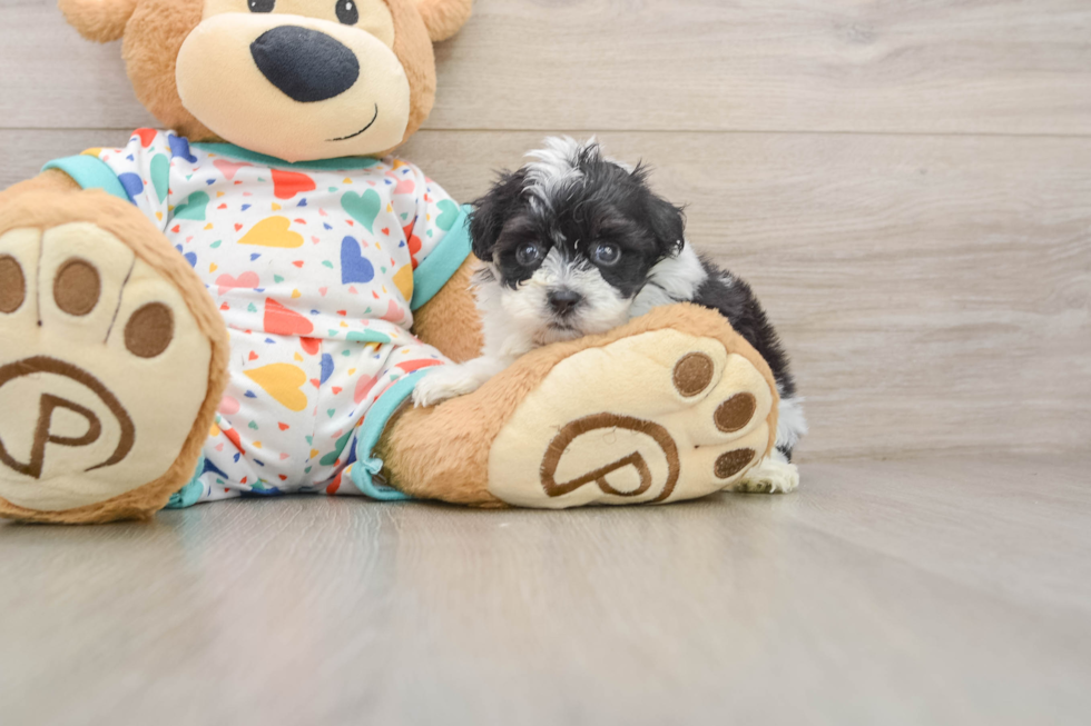 Havapoo Pup Being Cute