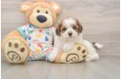 Playful Havadoodle Poodle Mix Puppy