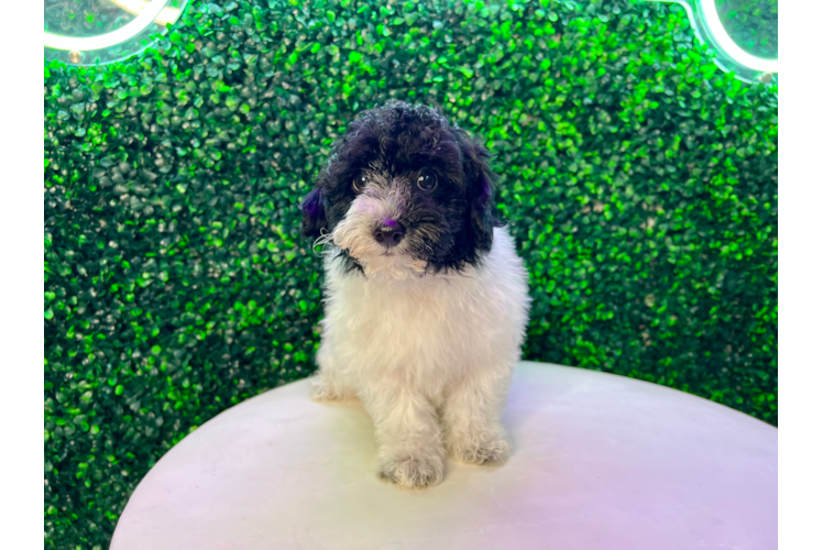 Cute Havapoo Baby