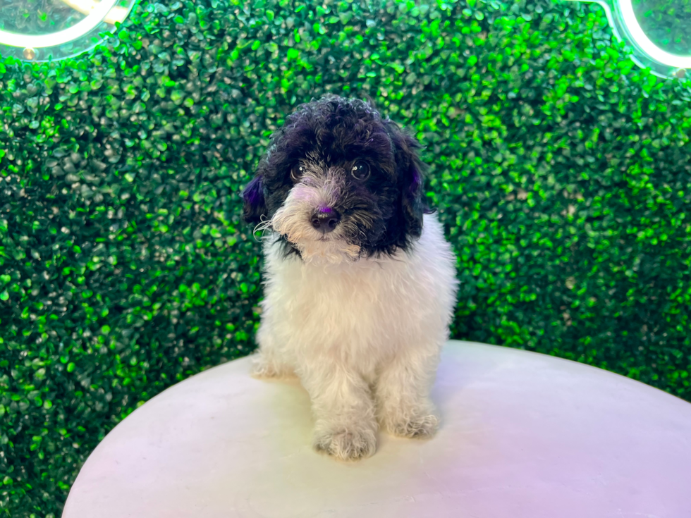 Cute Havapoo Baby