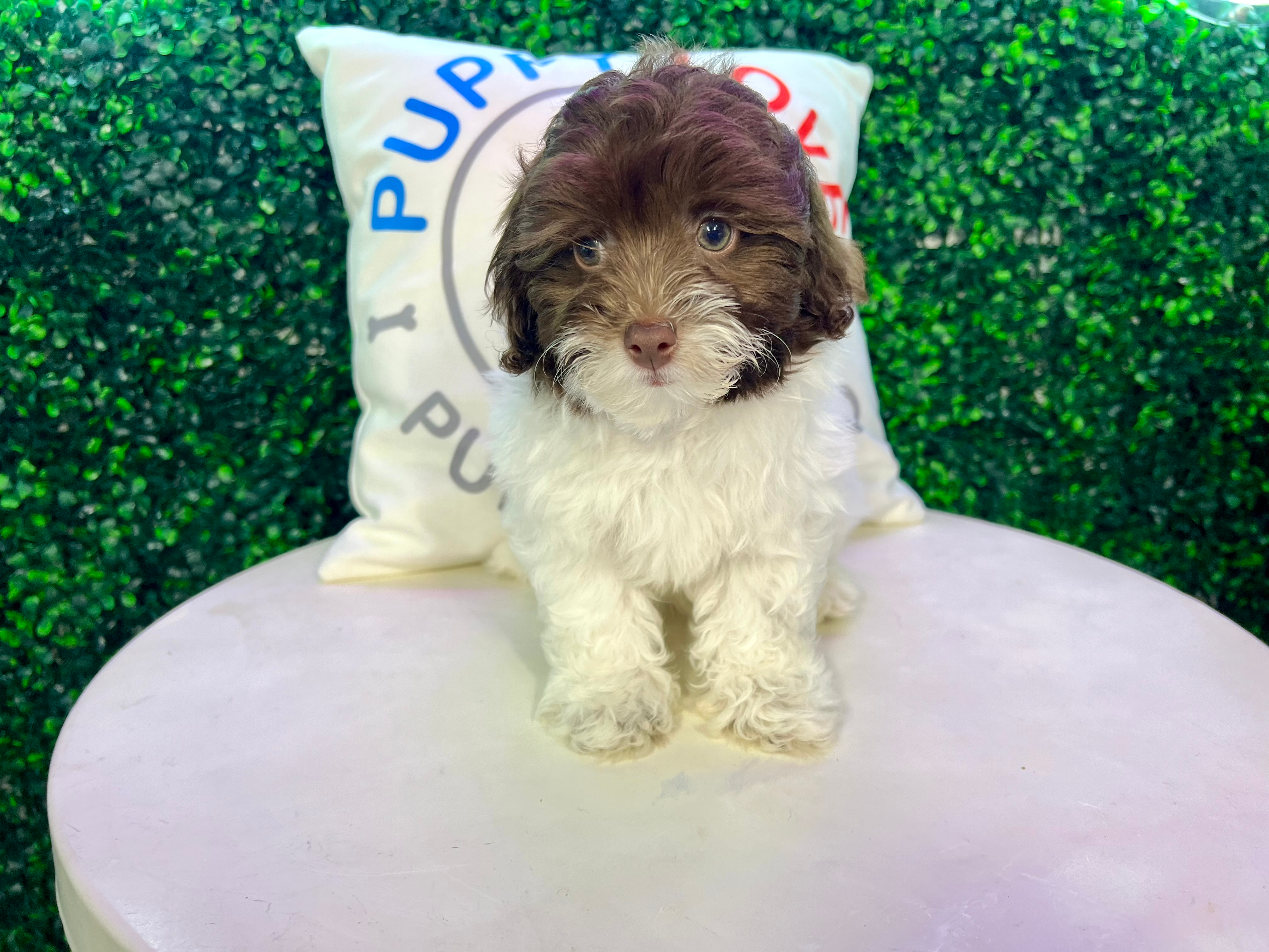 Cute Havadoodle Poodle Mix Puppy