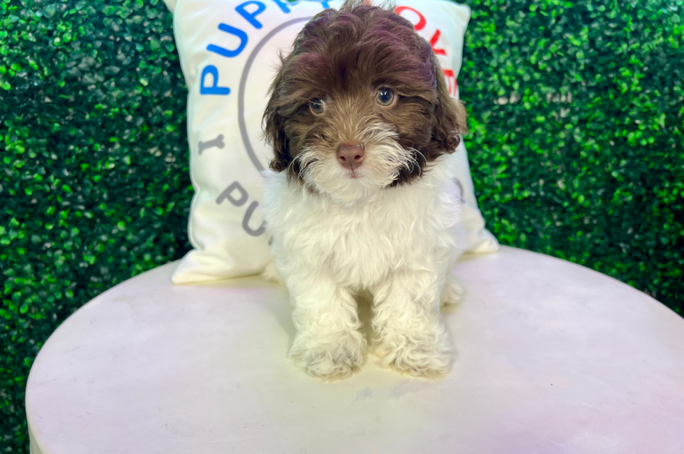 11 week old Havapoo Puppy For Sale - Puppy Love PR