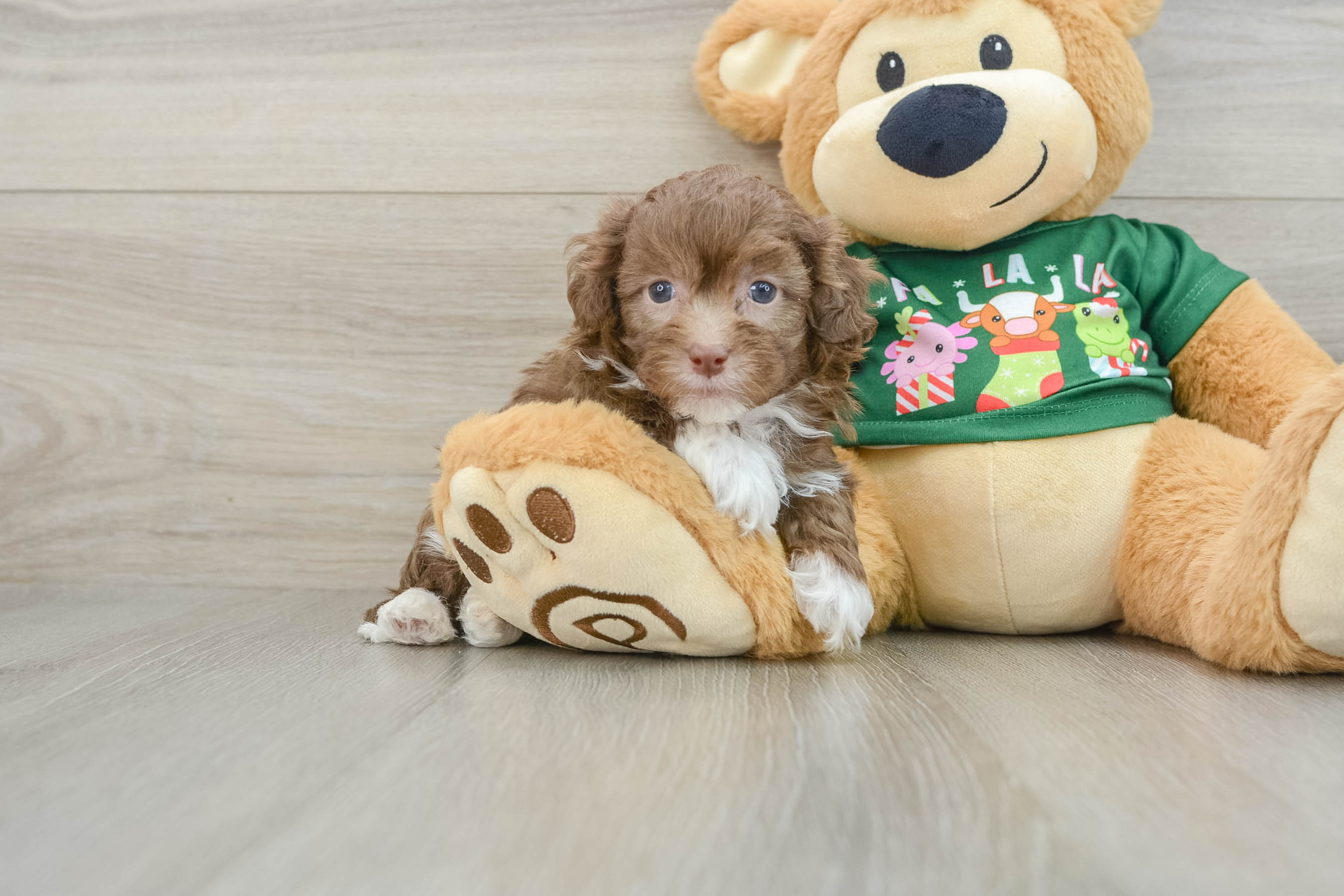 Cute Havapoo Baby