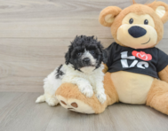 7 week old Havapoo Puppy For Sale - Puppy Love PR