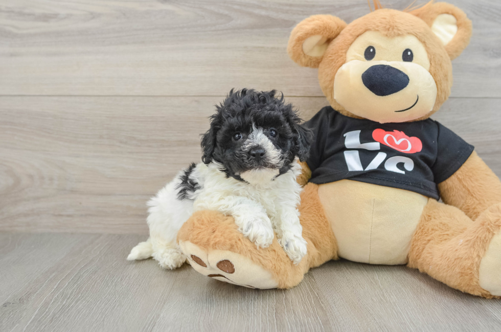 6 week old Havapoo Puppy For Sale - Puppy Love PR