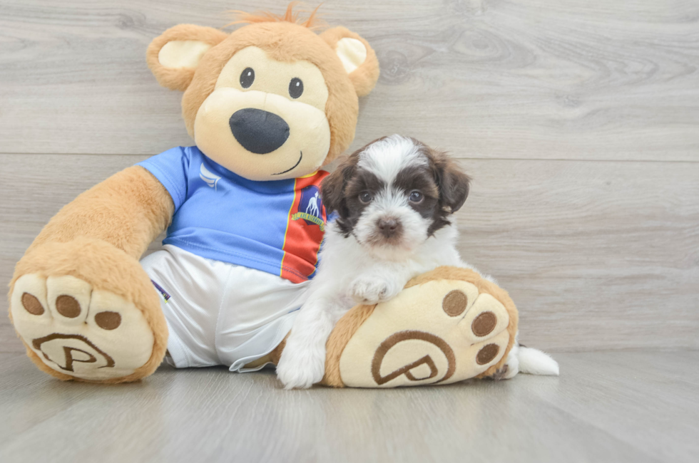 5 week old Havapoo Puppy For Sale - Puppy Love PR
