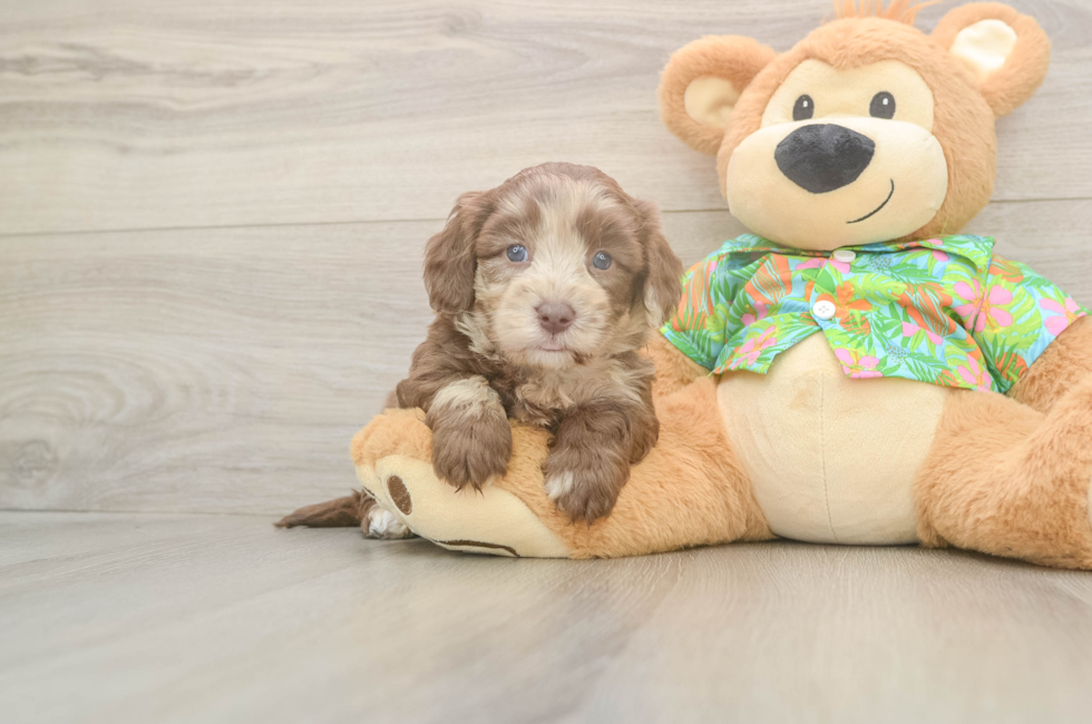 5 week old Havapoo Puppy For Sale - Puppy Love PR