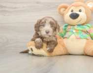 6 week old Havapoo Puppy For Sale - Puppy Love PR 6 week old Havapoo Puppy For Sale - Puppy Love PR