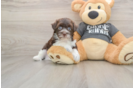 Havapoo Puppy for Adoption