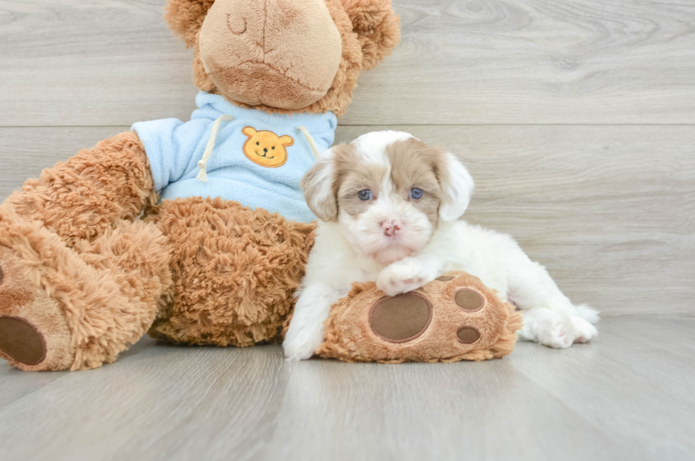 6 week old Havapoo Puppy For Sale - Puppy Love PR