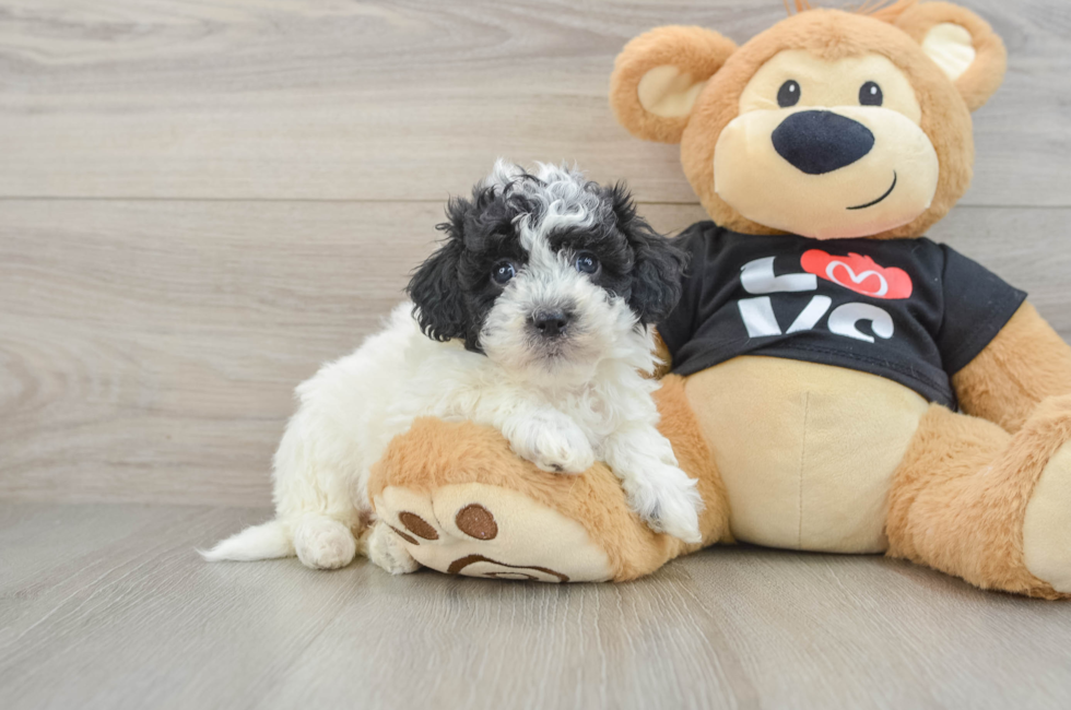 6 week old Havapoo Puppy For Sale - Puppy Love PR