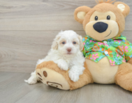 7 week old Havapoo Puppy For Sale - Puppy Love PR