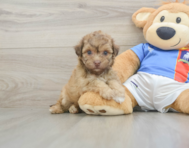 8 week old Havapoo Puppy For Sale - Puppy Love PR