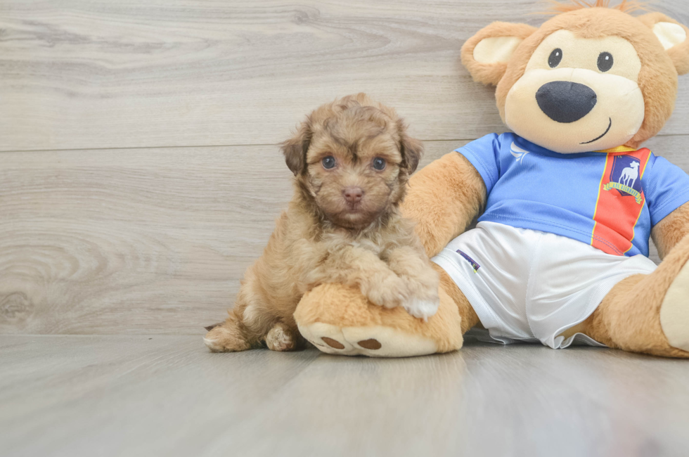 5 week old Havapoo Puppy For Sale - Puppy Love PR