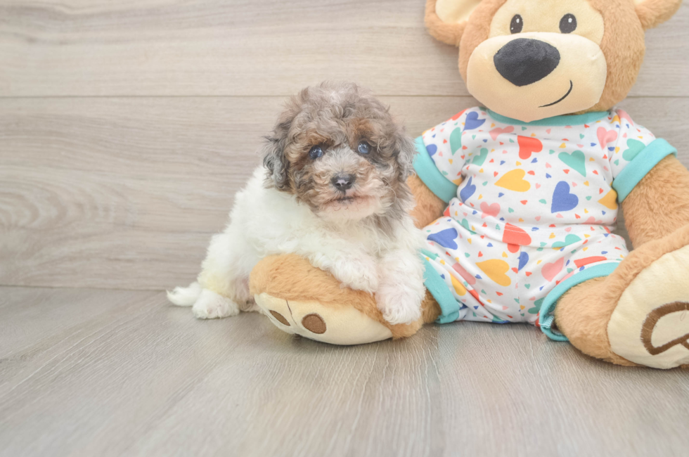 5 week old Havapoo Puppy For Sale - Puppy Love PR