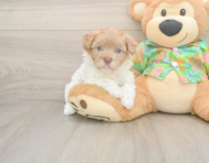 8 week old Havapoo Puppy For Sale - Puppy Love PR