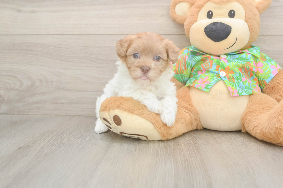 5 week old Havapoo Puppy For Sale - Puppy Love PR