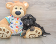 7 week old Havapoo Puppy For Sale - Puppy Love PR