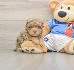 5 week old Havapoo Puppy For Sale - Puppy Love PR